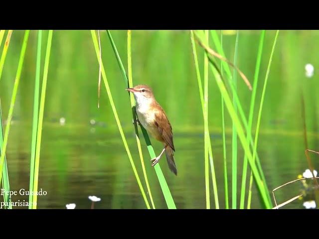 El canto del Carricero Tordal y las ranas