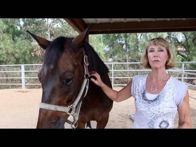 Aero's Story /// Horse Rescue /// Saving Horses, Inc.