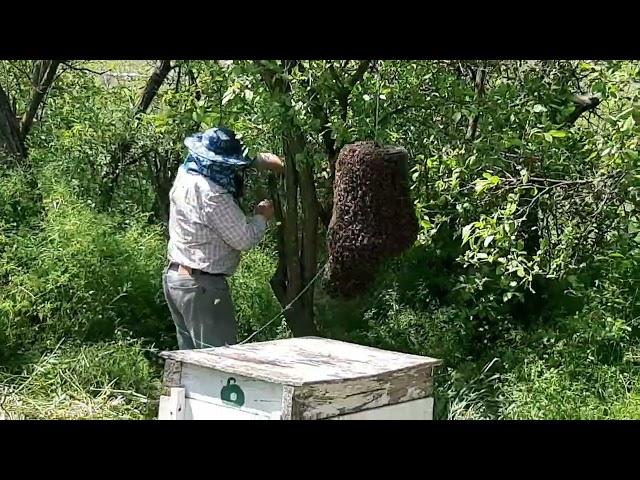 Метод Стоянова. Снятие роёв, практически с любой высоты. #мед #пчеловодство #пчелы