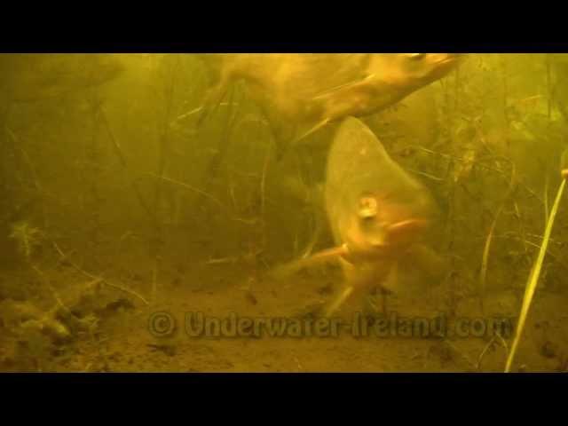 Bream, hybrid and large roach feeding underwater. Рыбалка: лещ кормится под водой.