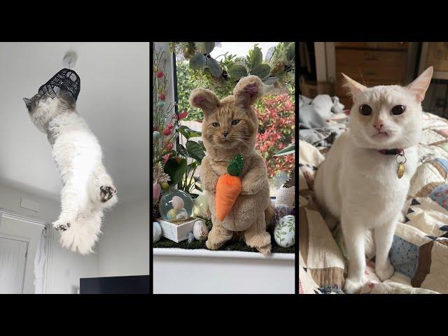 Funny and cute CATS Videos Сompilation # 35