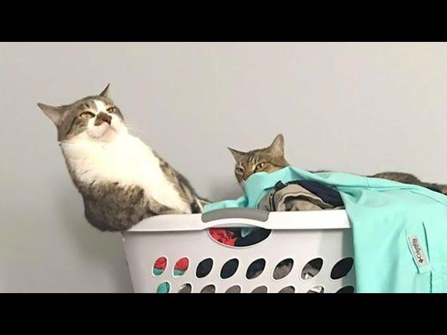 CATS make us LAUGH ALL THE TIME!  Best FUNNY CAT videos 2024