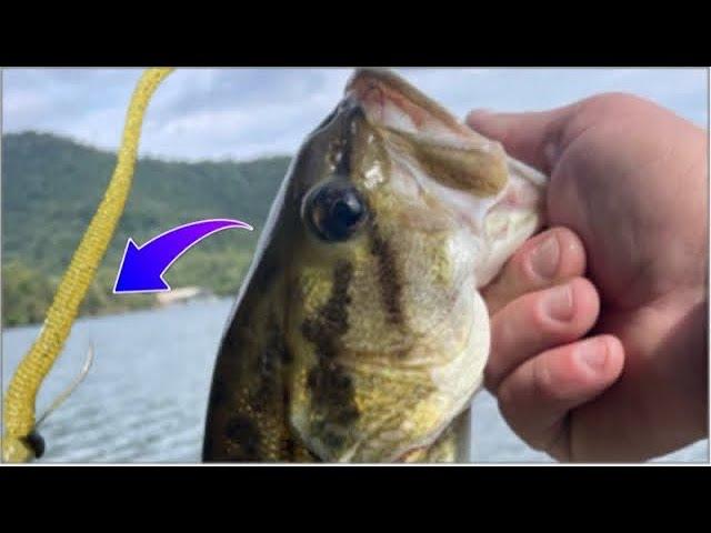 Bank fishing with a Texas rig ( CRAZY catch !!)