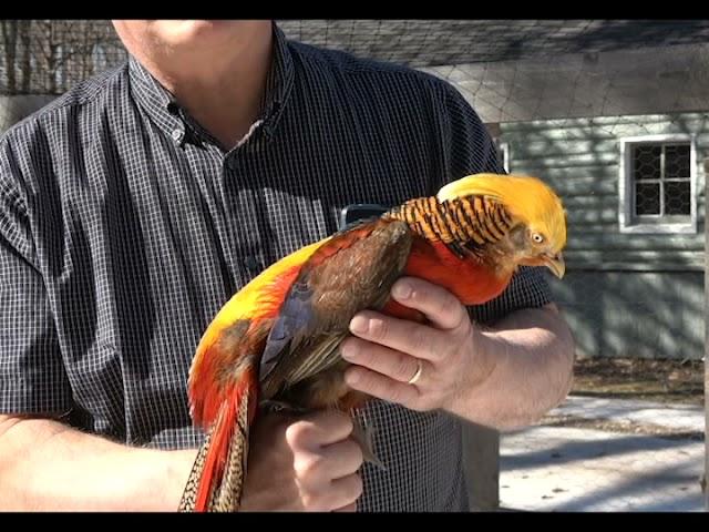 A Little about the Golden Pheasant