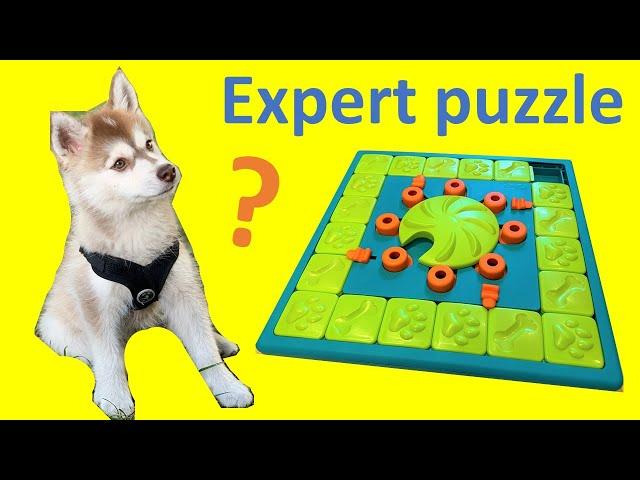 Should you buy a Level 4 dog puzzle?  (Nina Ottosson MultiPuzzle product review)