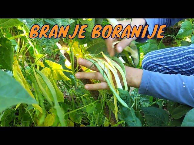 Savjeti za uzgoj boranije/mahune - od sjetve do branja