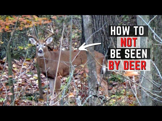How To NOT Be Seen By Deer - How To Stay Hidden