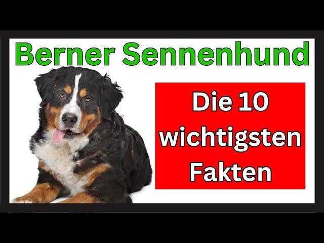 Die Top 10 Fakten über die Berner Sennenhund Rasse