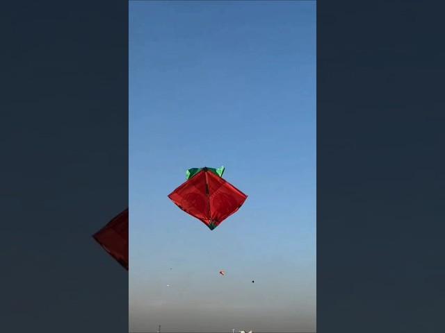 Sunday kite looting || kite looting new video  #kitelooting #patanglovers #looting #shorts