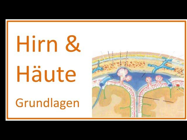 Hirn & Häute - Grundlagen