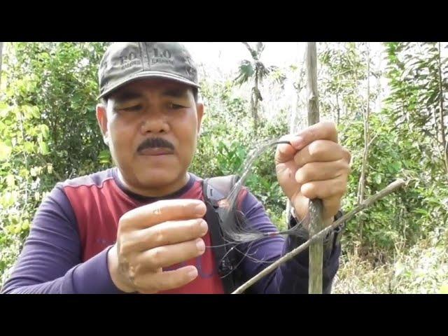 Rahasia penggunaan tali jerat untuk jebakan burung.