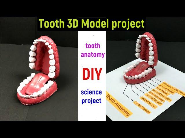 tooth model project - teeth model - tooth model 3d - tooth model with clay - science project model