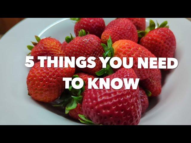 5 things you need to know before buying strawberries!  Fresas frescas!