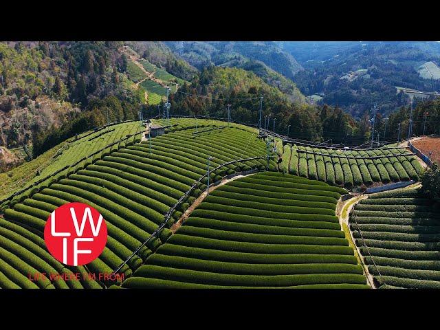 How Japanese Green Tea is Made