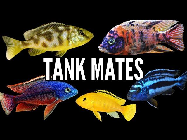 Top 5 Tank Mates for African Cichlids