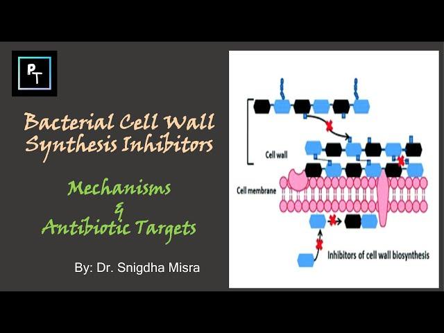 Why Penicillin is more effective on Gram Positive Bacteria Compared To Gram Negative Bacteria?