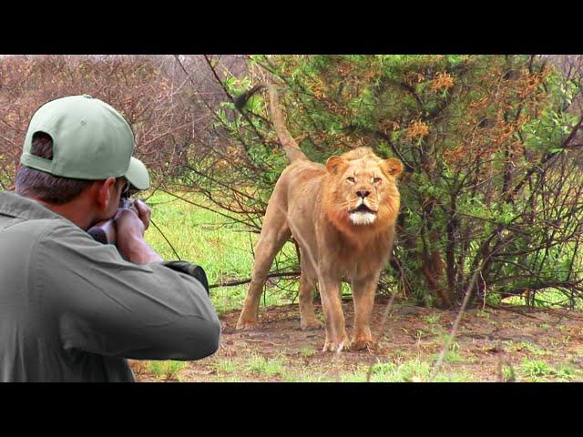 The challenges of hunting the largest and strongest predators  The hunter VS the impossible