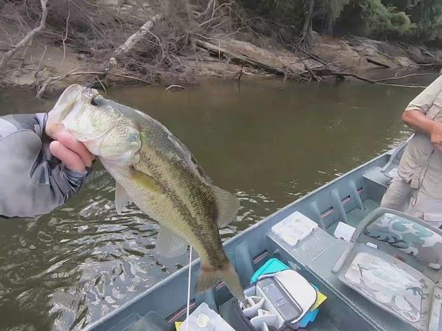 Summer bass fishing with dad.( Two fish in one cast!!!!)