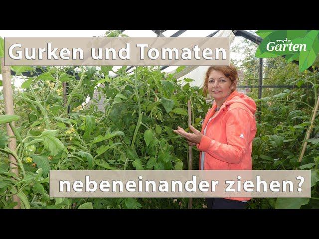 Gurken und Tomaten gemeinsam im Gewächshaus ziehen | MDR