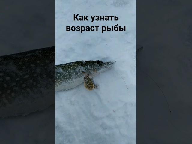Как узнать возраст рыбы. Верный способ. Рыбалка #fishing #shorts