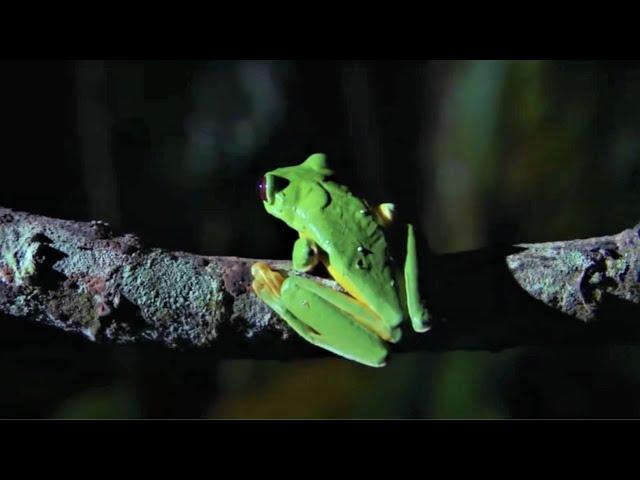 Best Of Frogs | Top 5 | BBC Earth