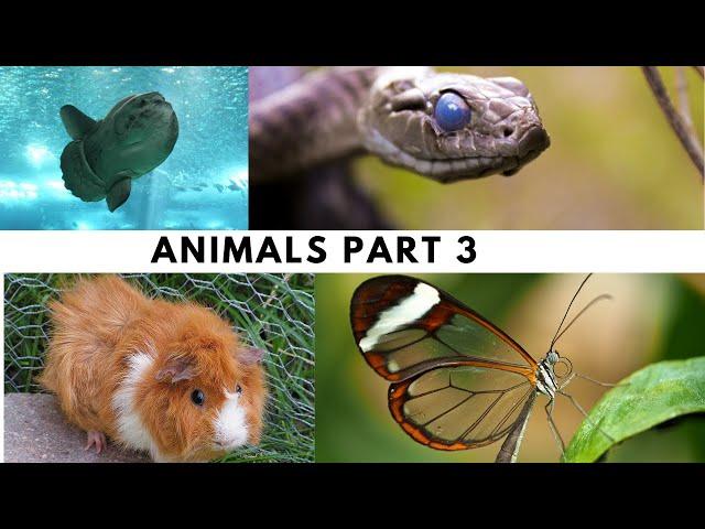 Animals Facts(Information)Part 3/Information Hub