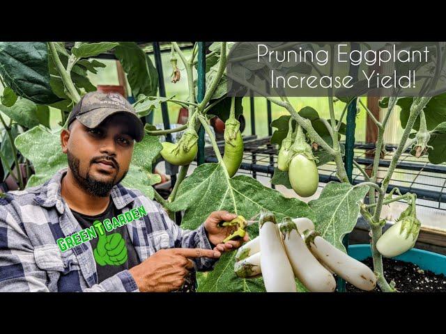 How to Prune Eggplant - Increase MAX Production in less TIME ! | Snowy Eggplant #garden #gardening