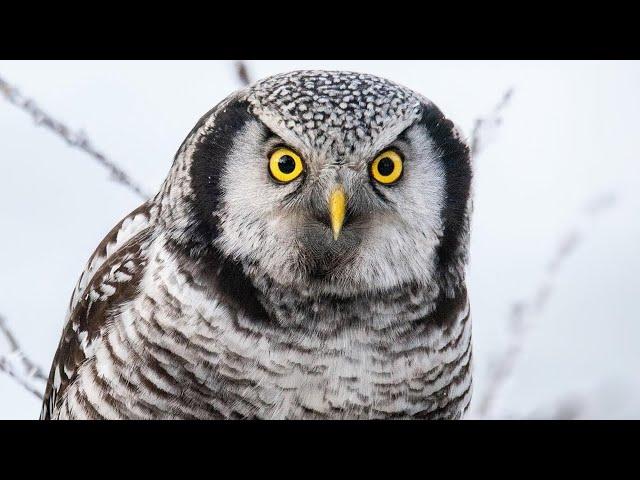 The rarest OWL in Denmark! (Maybe)