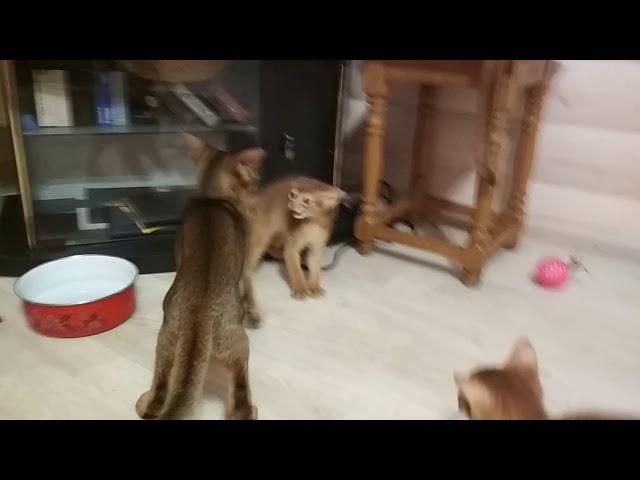 Кошка защищает своего котенка