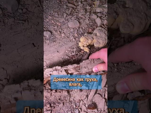  Гнилые балки под ванной | Инженерный демонтаж в мокрой зоне