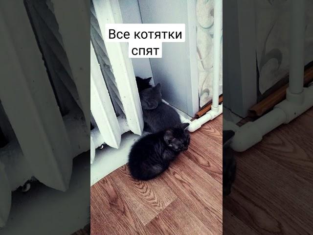 сонное царство