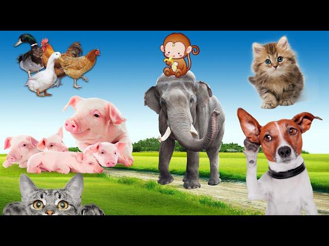 Farm animal moments: cows, chickens, dogs, cats, ducks, horses, sheep, elephants, animal sounds