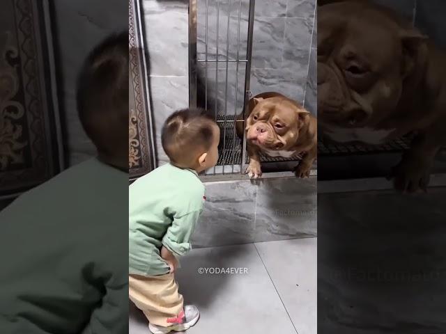 Pitbulls Are Best