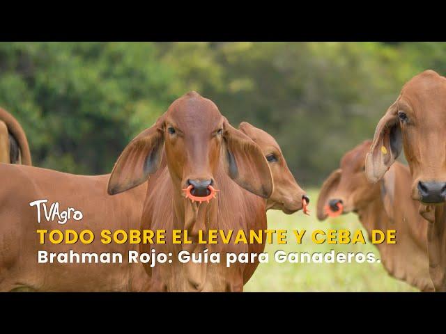 Todo sobre el Levante y Ceba de Brahman Rojo: Guía para Ganaderos - TvAgro por Juan Gonzalo Angel