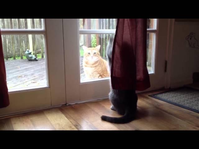 Smart cat way to greet a guest