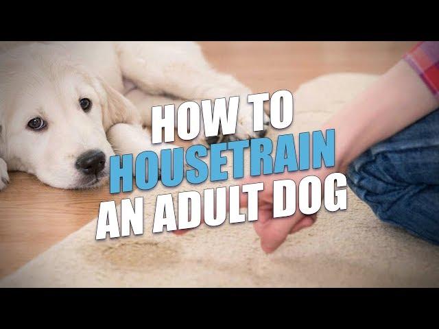 How to Housetrain An Adult Dog (Easy Housebreaking Method)