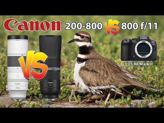 Canon RF 200-800 Vs RF 800 f/11 Bird Photography using the EOS R6 Mark II