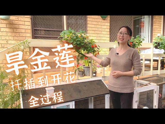 旱金莲从扦插到开花全过程