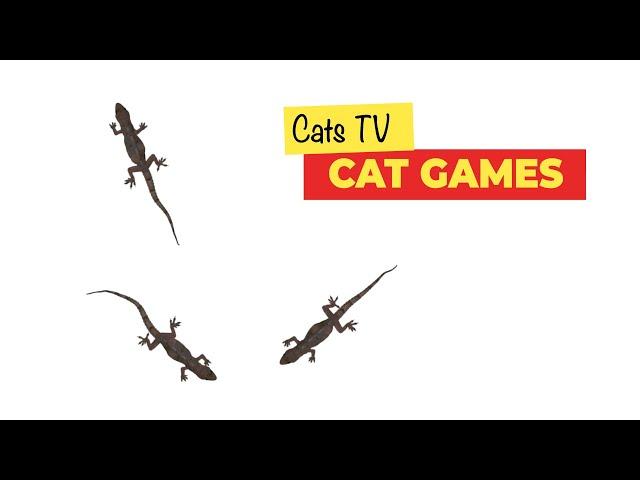 CAT GAMES - Lizard Creeps and Glides Fast Lizards for Cats to Watch - 3 HOURS