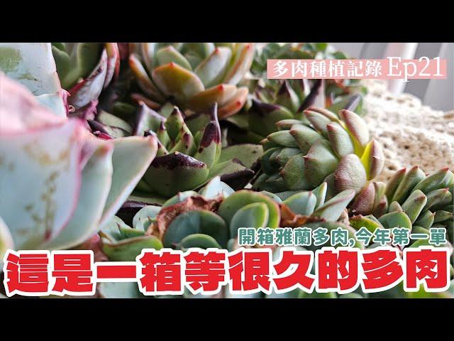 多肉種植記錄EP.21 原本想早點買早點入盆不過天算不如人算！開箱雅蘭多肉0907預購 #echeveria #succulent #多肉植物  #新手多肉  #garden #VLOG