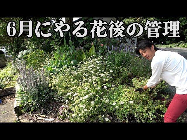 リフォーム庭花後の管理作業【カーメン君】【園芸】【ガーデニング】