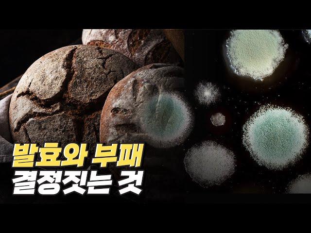 [핫클립] 발효와 부패의 차이는 무엇일까? / YTN 사이언스