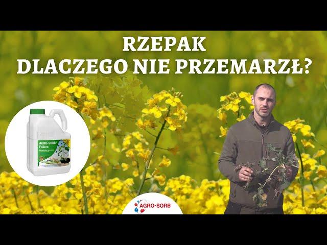 Rzepak 2018 - dlaczego nie przemarzł? Polskie Aminokwasy Agrosorb Folium