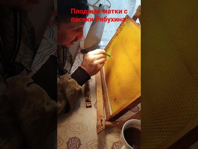 Плодные матки Бакфаст с пасеки Рябухина