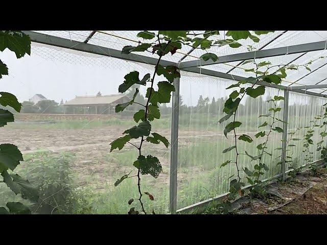 TUOHUA Greenhouse Insect Net