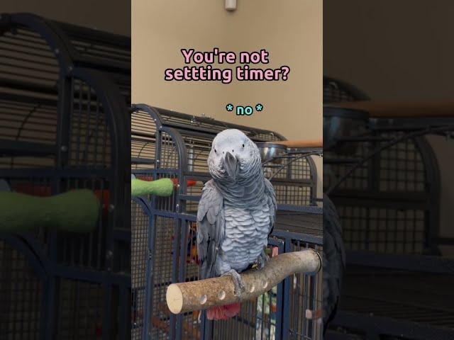 Those darn interrupting lasers  Giz is signing out on this one #talkingparrot #funnybirds