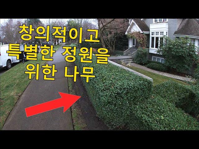 창의적이고 예술적인 정원에 딱 좋은 회양목 (Boxwood) 기르는 방법.