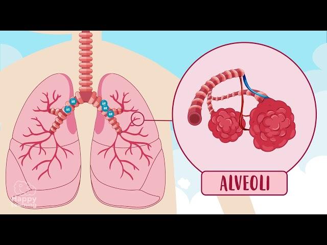 THE RESPIRATORY SYSTEM 🫁  | Happy Learning