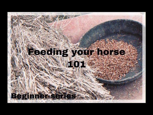 FEEDING YOUR HORSE 101 - FOR BEGINNERS