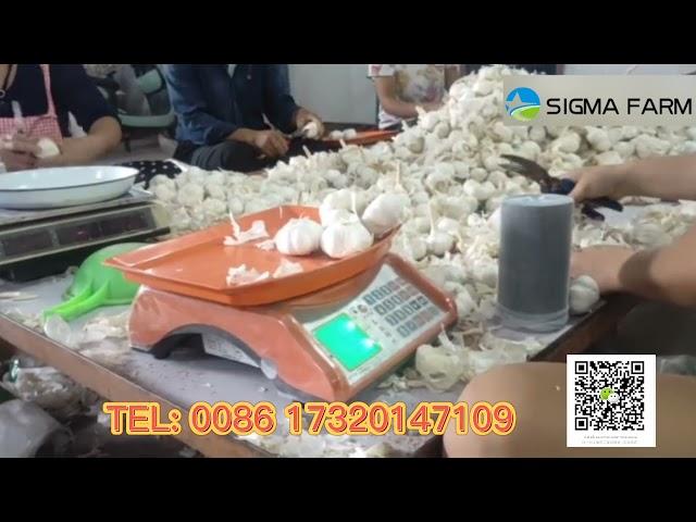 Chinese garlic-Sigma Farm packing garlic